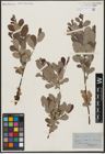 Foto von Salix aurita L.